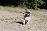 BOULEDOGUE FRANCAIS 308